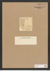 Orthoneis barbadensis (Grev.) Grun. (de-Toni-Nr.: Genus 41, Species 1912) Zeichnungen Sammlung Grunow Nr. 3797 (NHMW-BOT-W0371472)